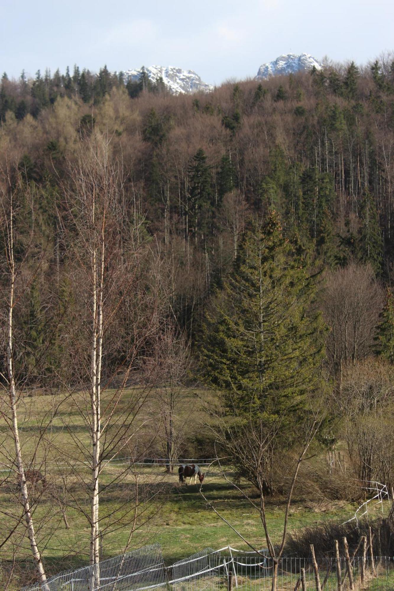 Apartmán Apartament Blisko Szlaku Zakopane Exteriér fotografie